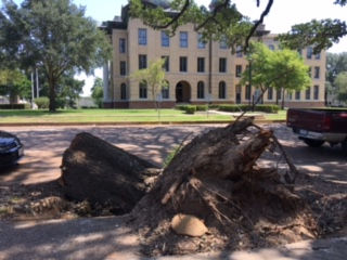 The Old Oak Tree has a Story