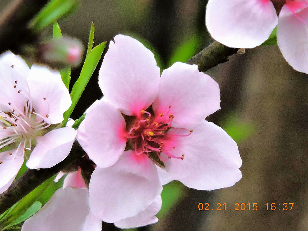 Edited Image 2015-2-24-16:31:55