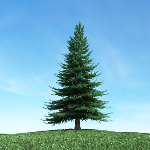 Texas History -The Big Pine Tree