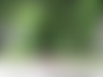 GOD & TEXAS: Trees of Texas