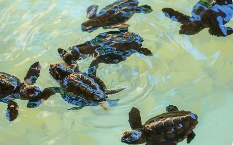 Club Med Cherating Beach, baby turtles