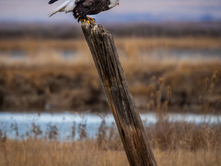 02/06/25 Morning Trip to the Bear River Migratory Bird Refuge