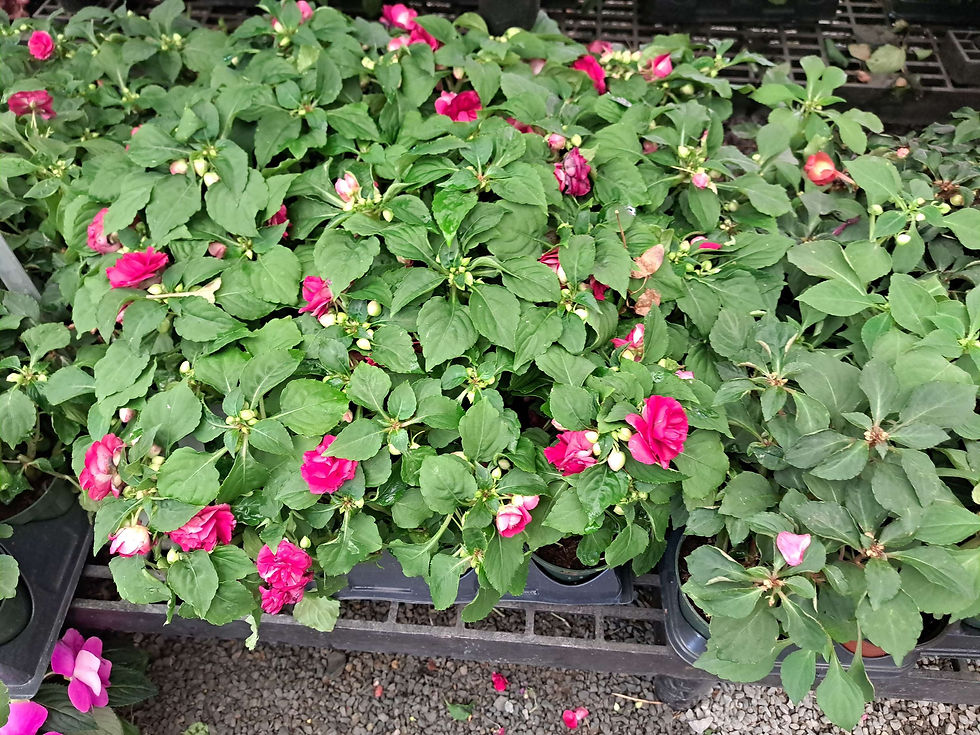 Thumbnail: Impatiens 'Double Flower'  4" pot