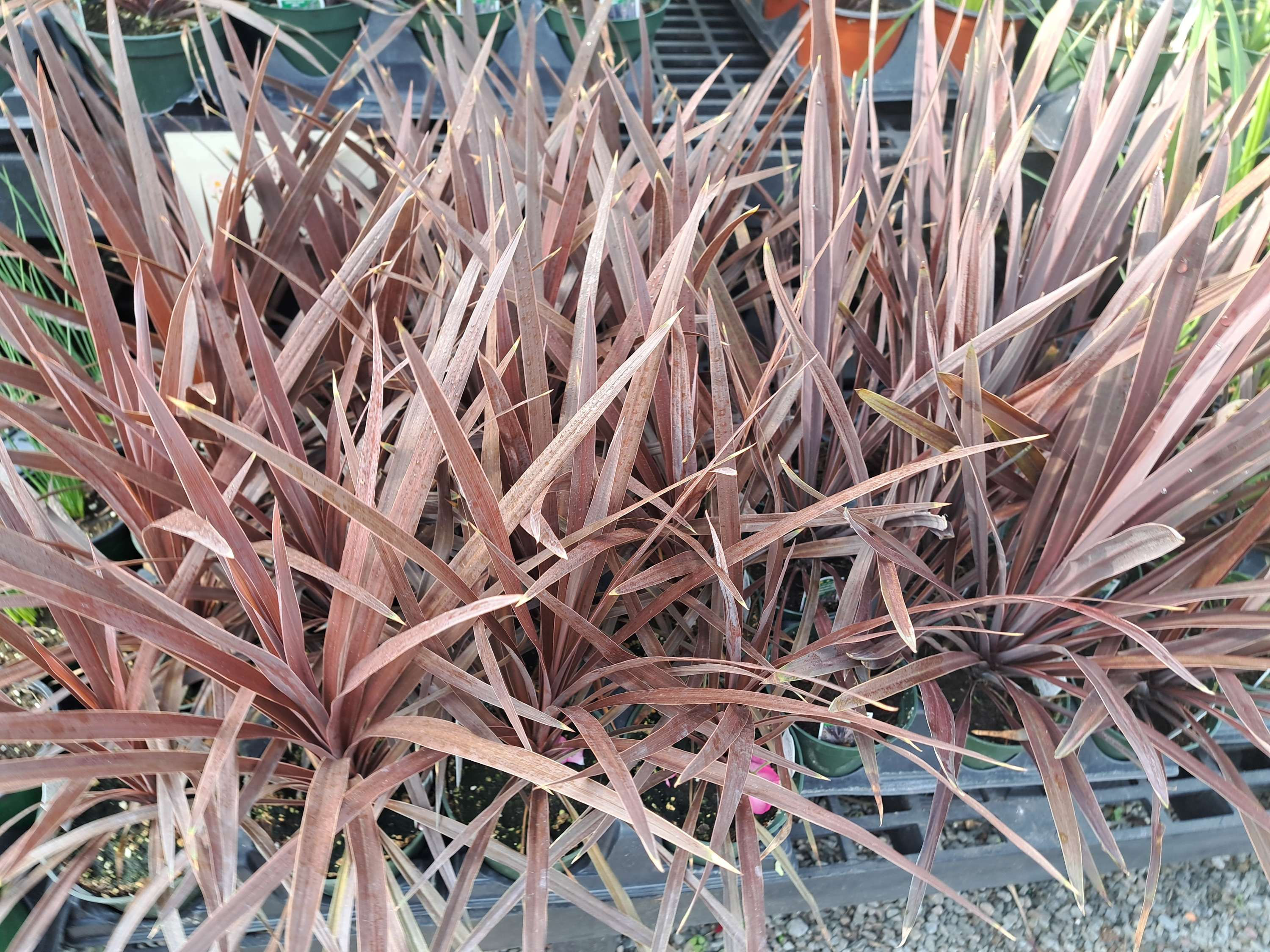 Cordyline Spike 4" pot