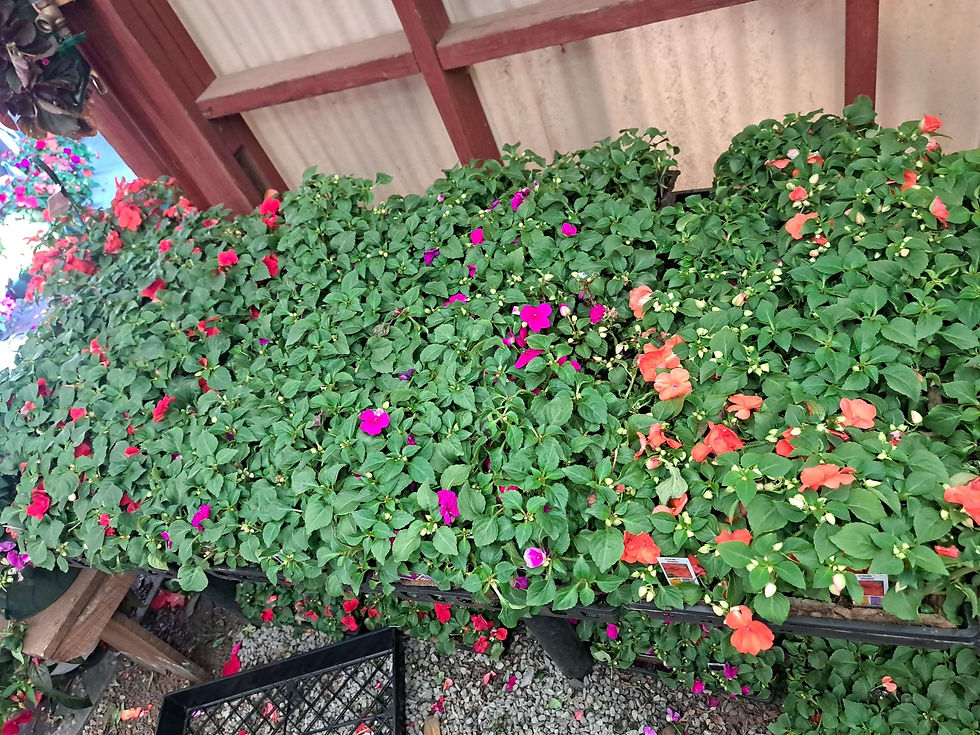 Thumbnail: Impatiens Flower Pack