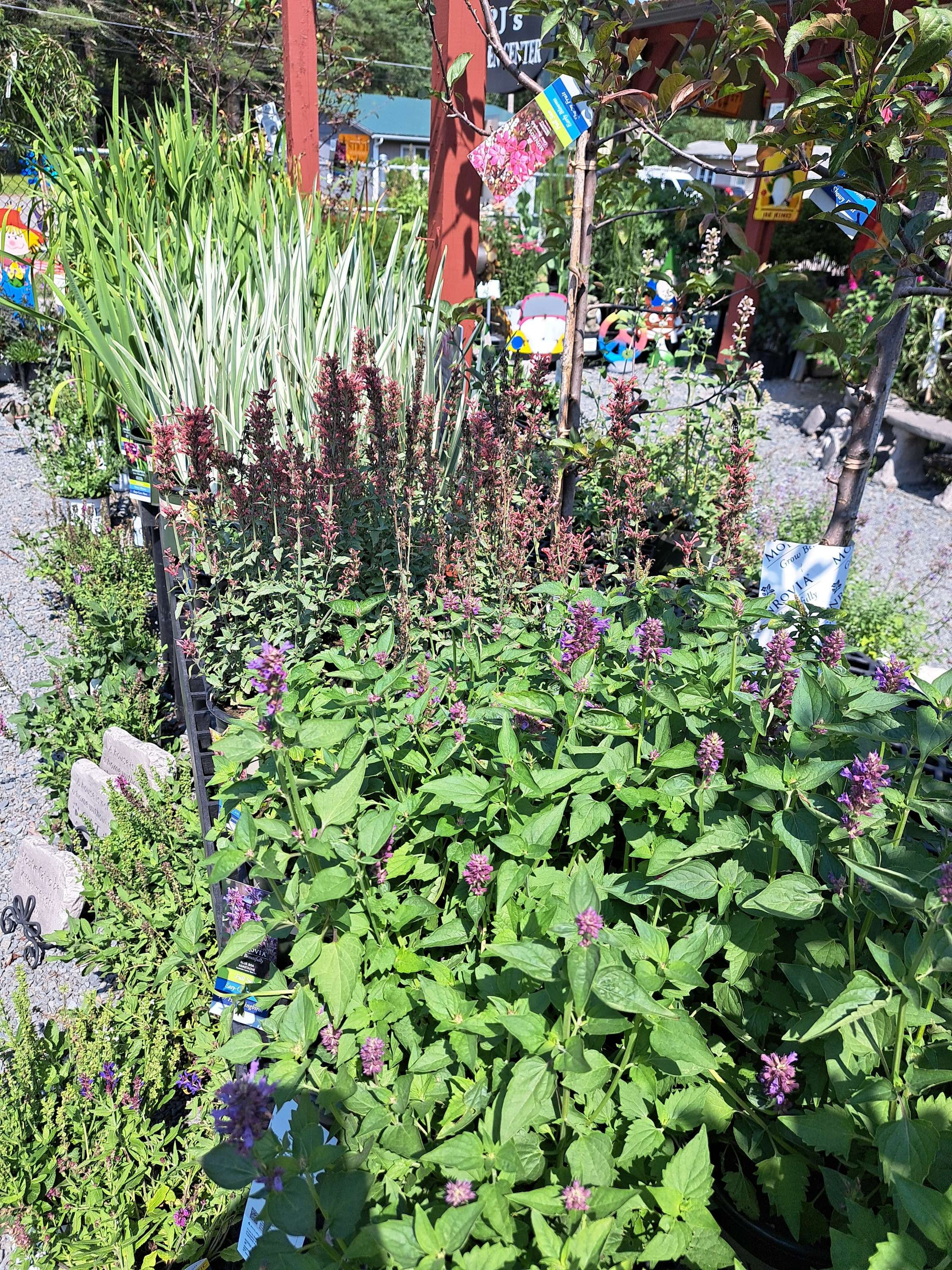 Agastache 1 gallon
