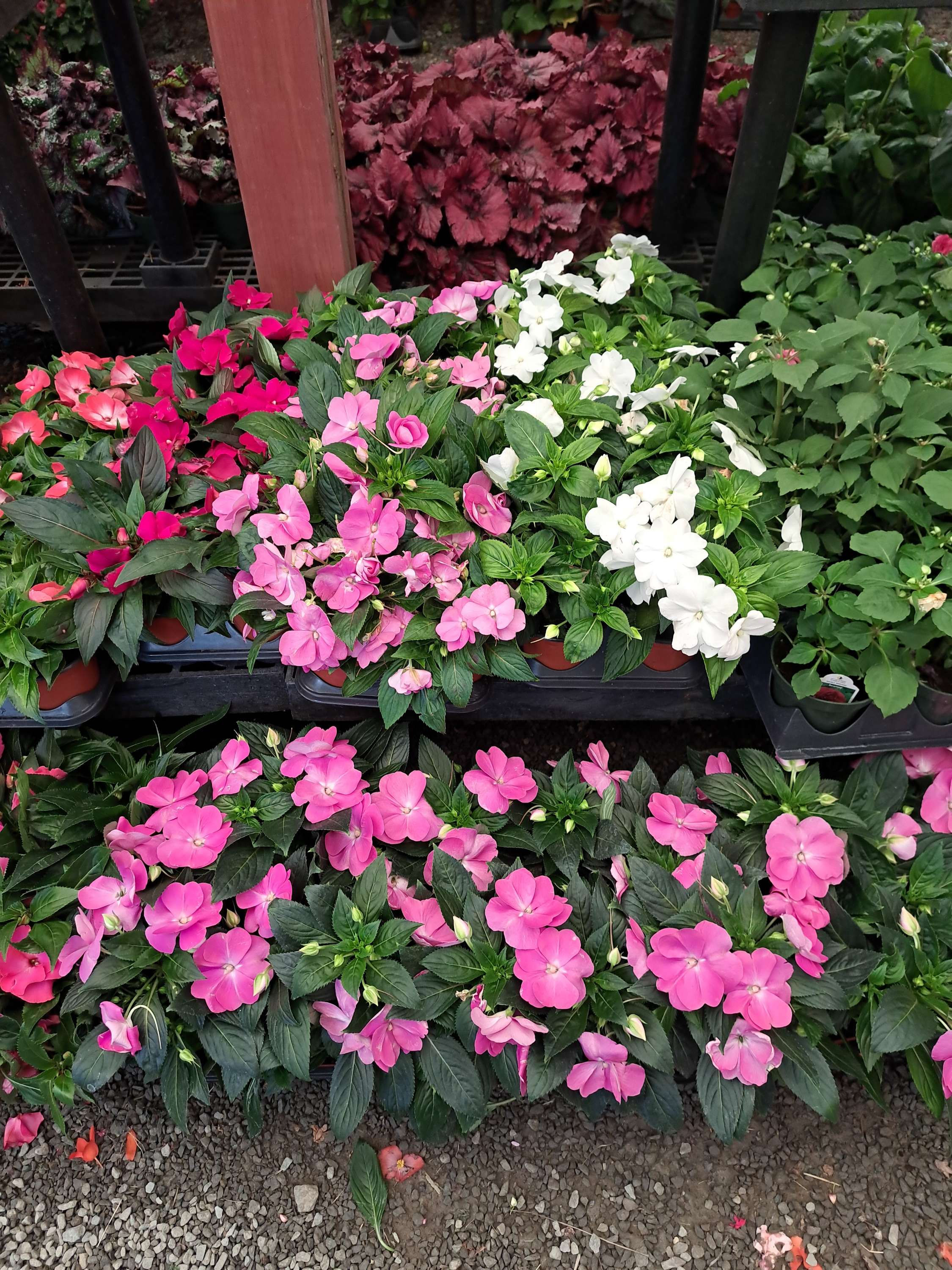 Impatiens 'New Guinea' 4" pot