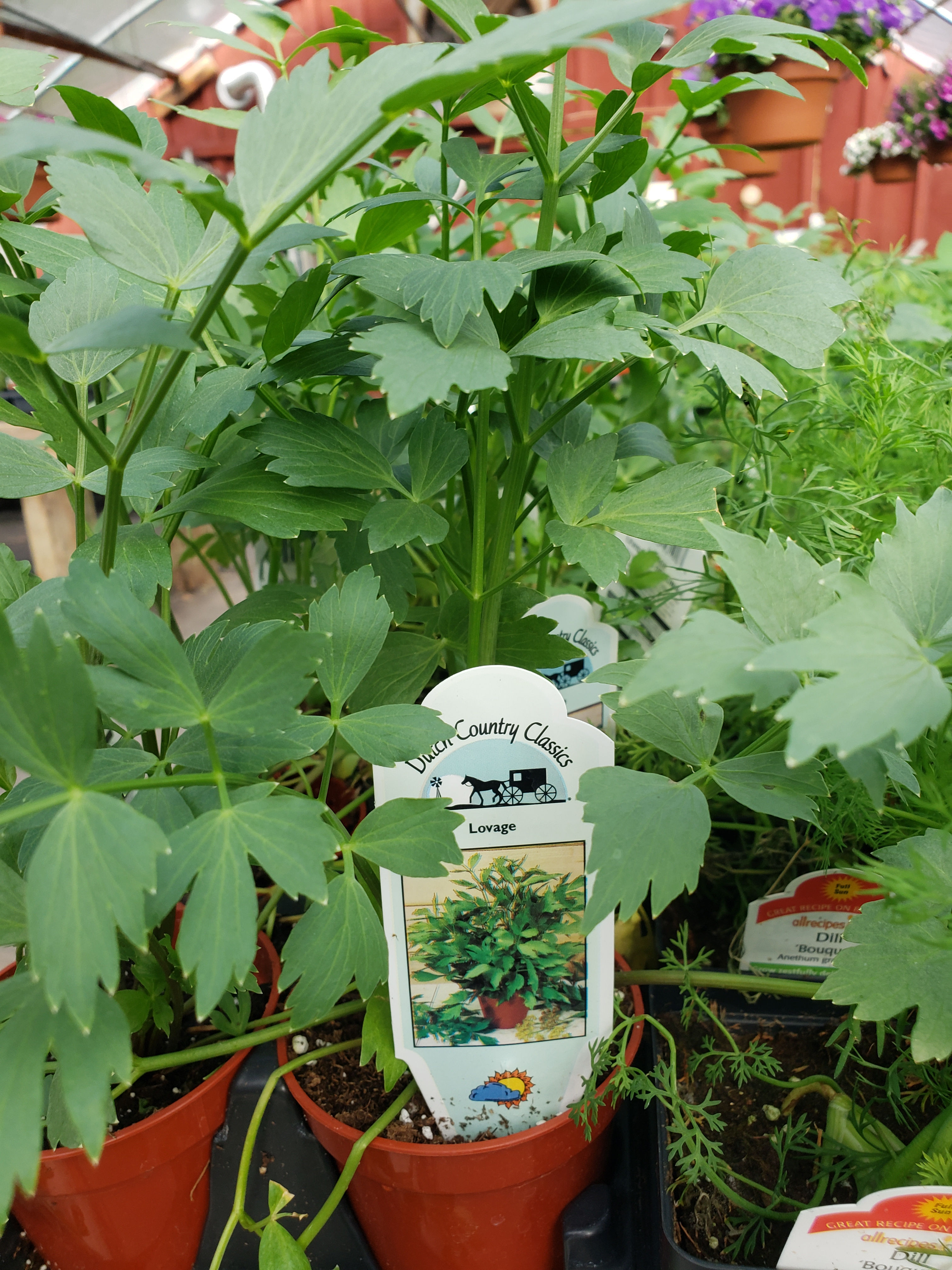Lovage