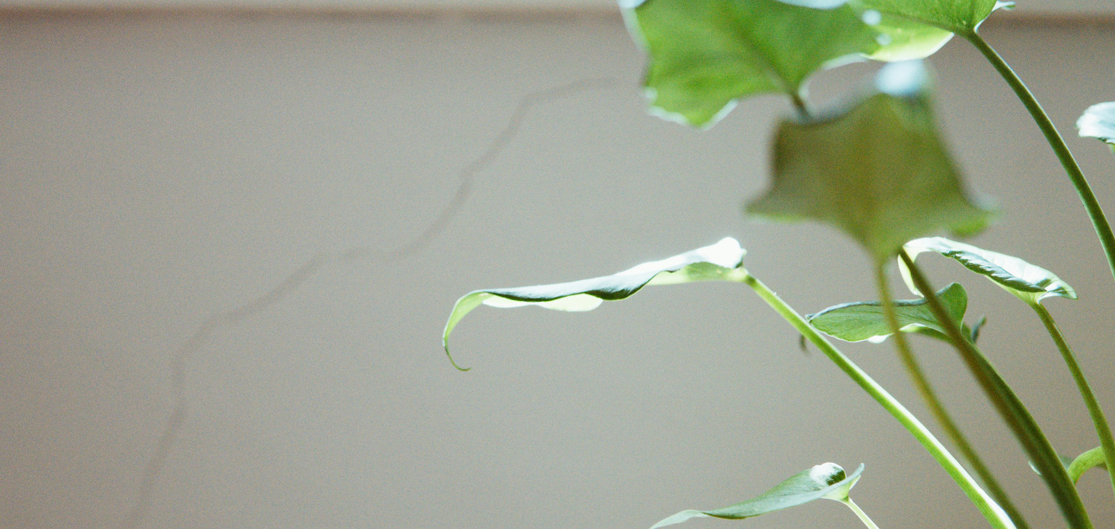 How to Improve the Air in Your Home