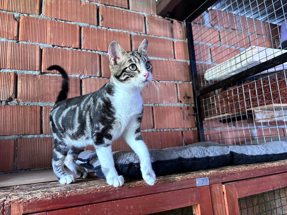 Chase - 6 months (M)