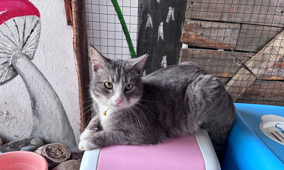 Amelia - 2 years (F)