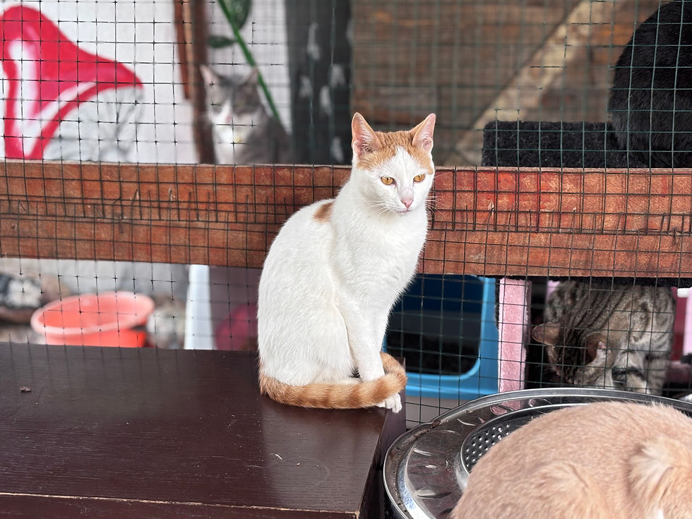 Ronnie - 8 months (M)