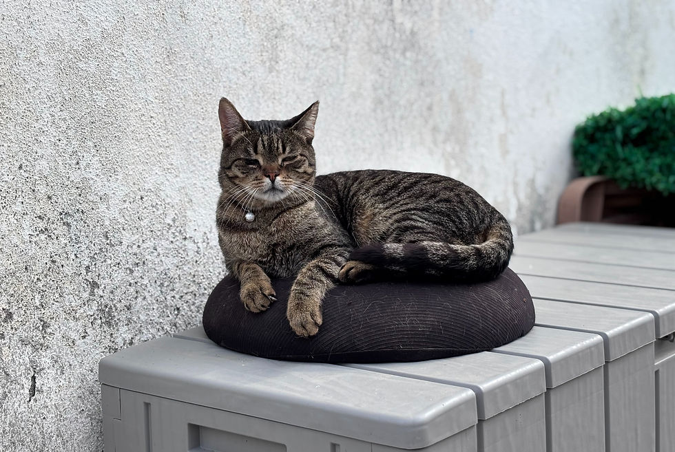 Jack Sparrow - 2 years (M)