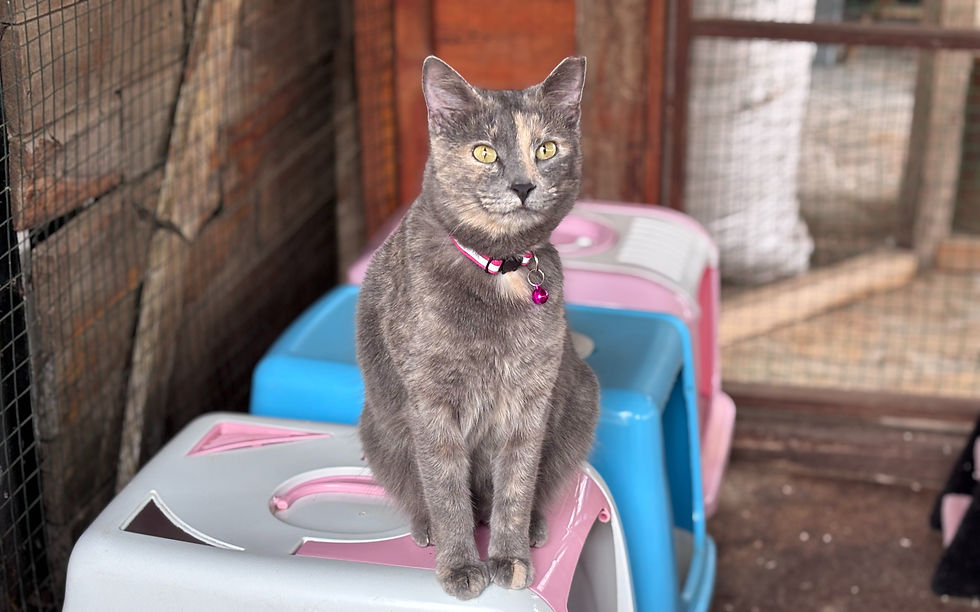 Portia - 2 years (F)