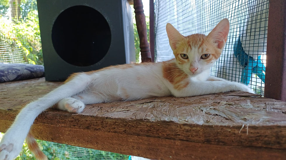 Saksi - 5 months (M)