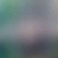 colorful field of flowers on a spring day