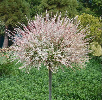 2023-10-16 18_24_32-dappled willow tree - Google Search.png