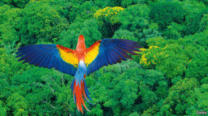 Ayahuasca, a Reconciliação