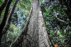 Ayahuasca: Ele ou Ela?