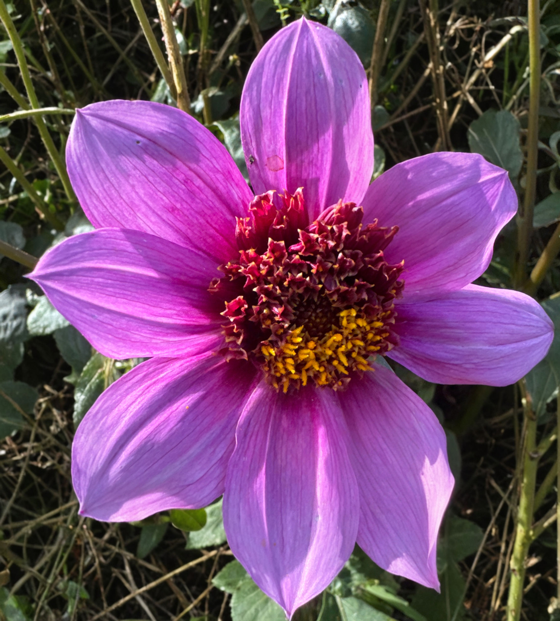 Dahlia Anemone Tuber no 38