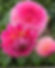 Decorative dahlia pink and yellow