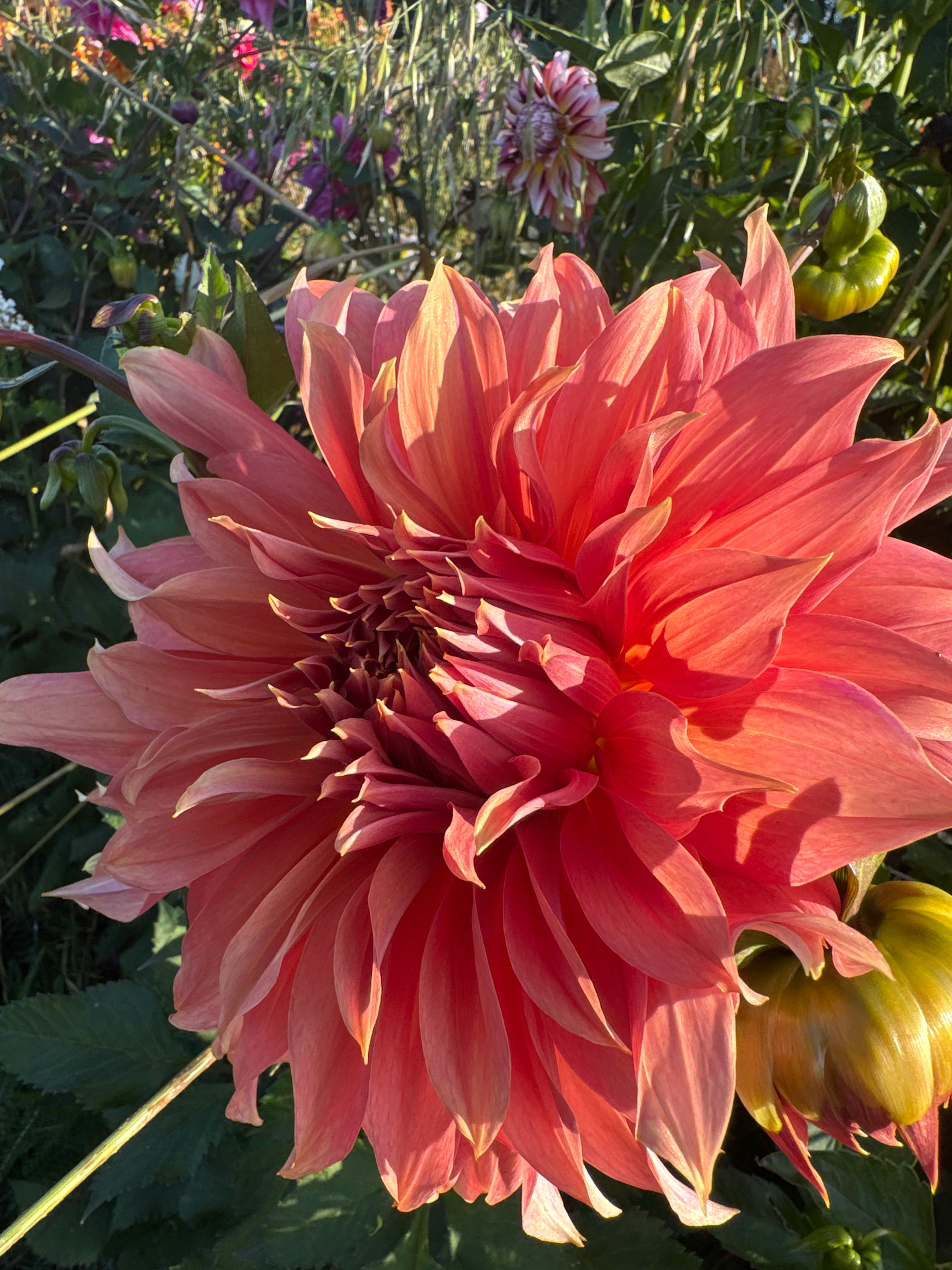 Dahlia Tuber Yellow peach medium no53