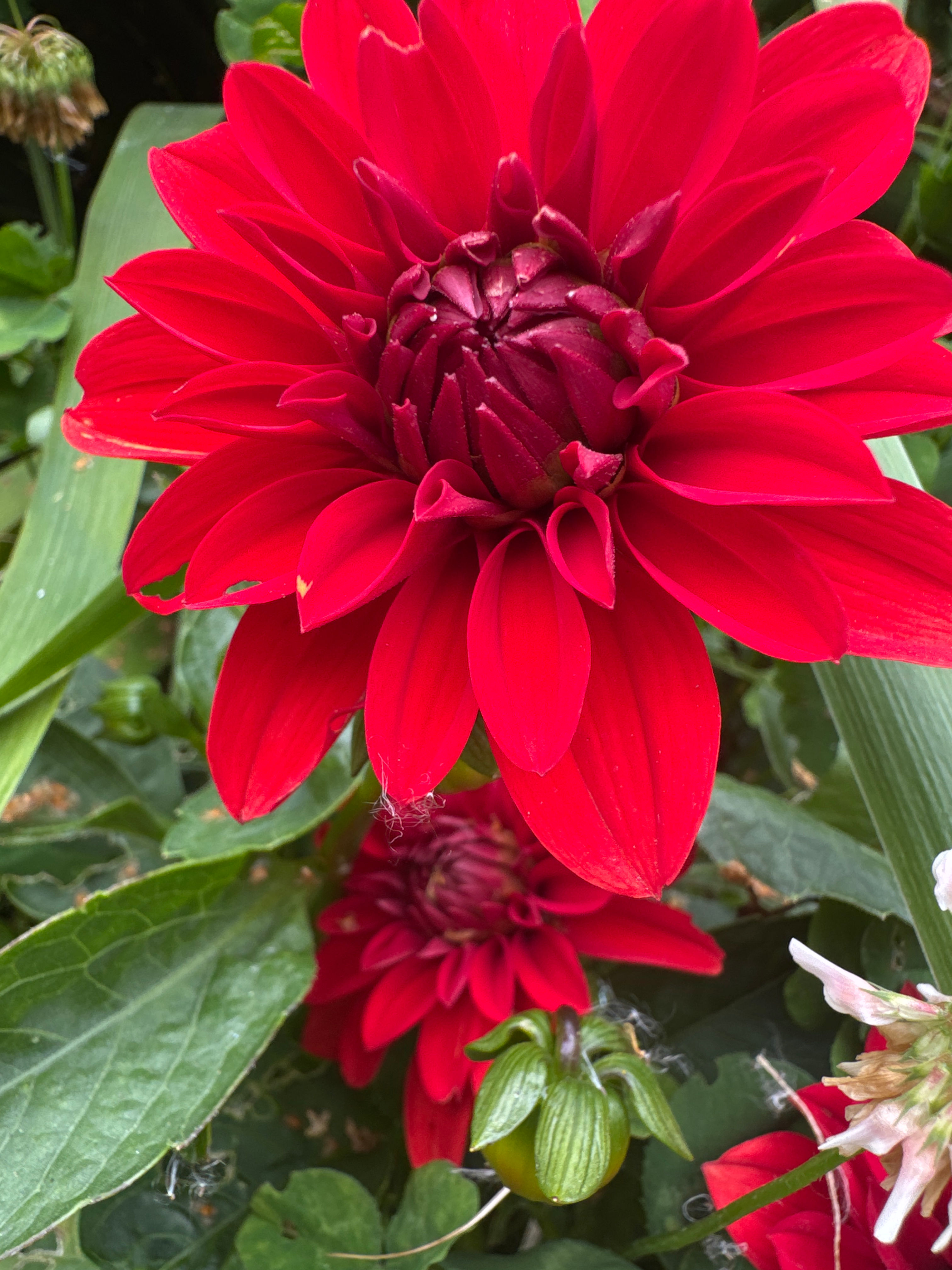 Dwarf Dahlia Tubers for Bedding