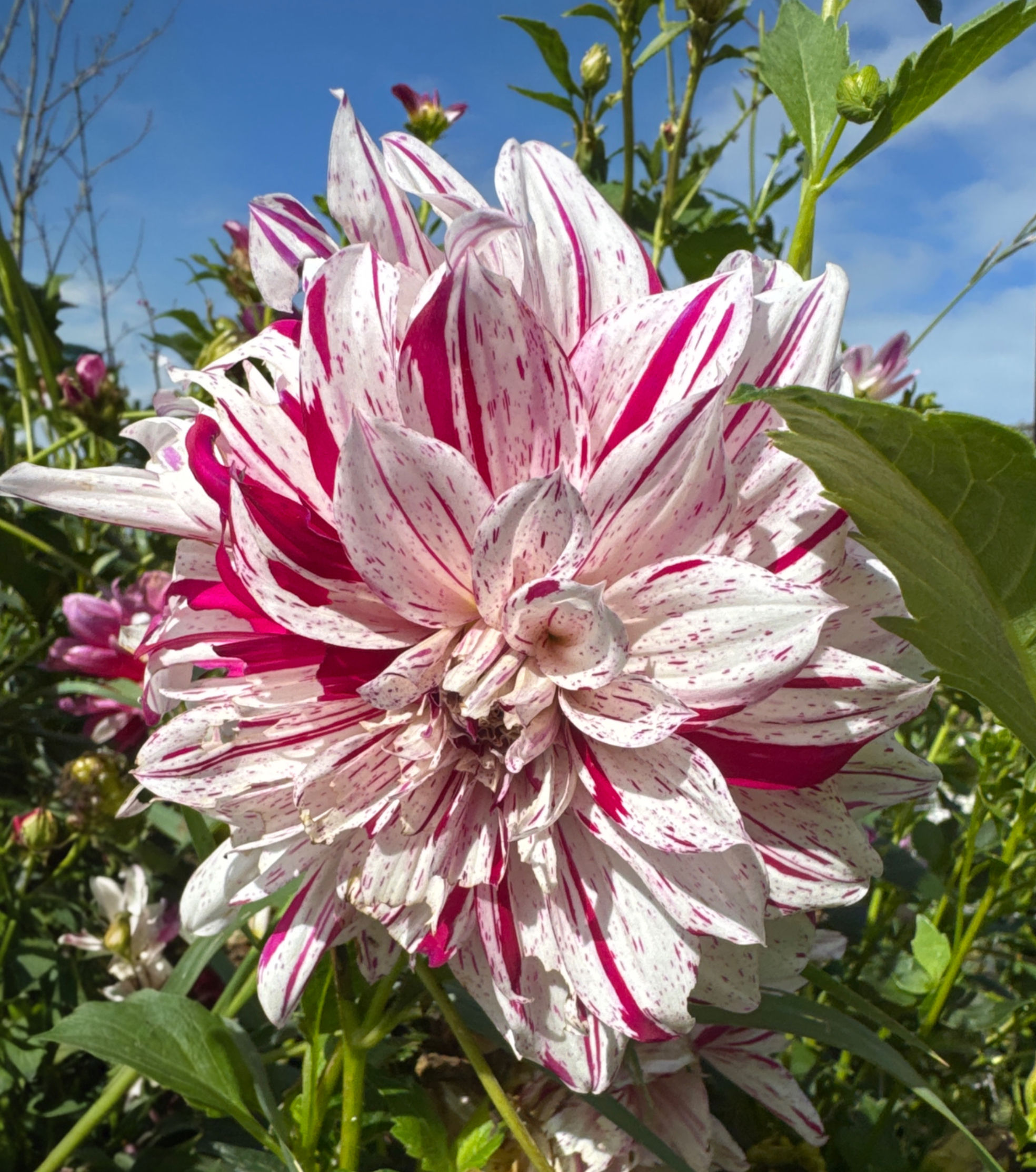 Semi Decorative Dahlia Tuber no 33
