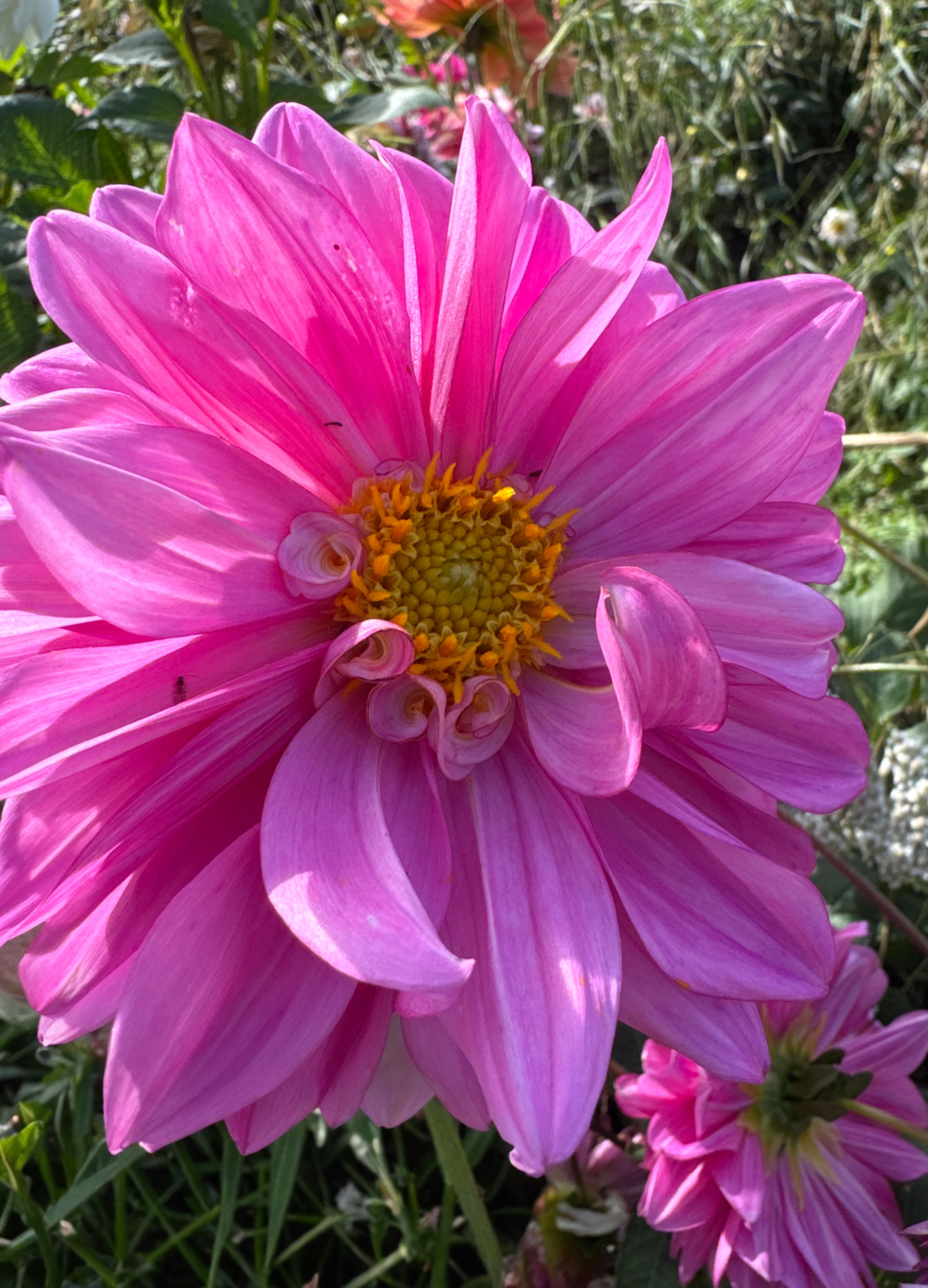 Decorative Dahlia Tuber pink no 37