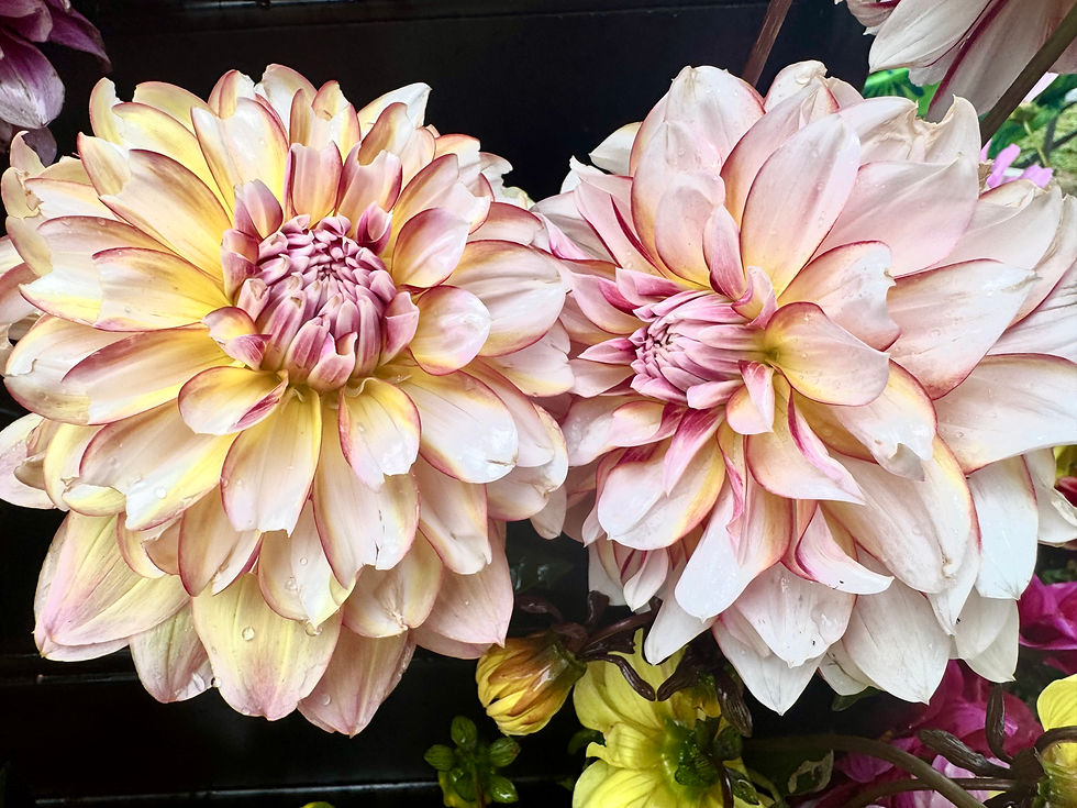 dahlia
