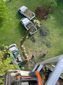 Vue dans l'arbre pendant un démontage.