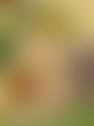 2026年4月度のスイーツ