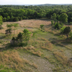 NATURAL HISTORY IS ESSENTIAL FOR REVIVING NORTH AMERICA’S SOUTHEASTERN GRASSLANDS