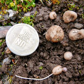 COLLECTING WILD POTATOES