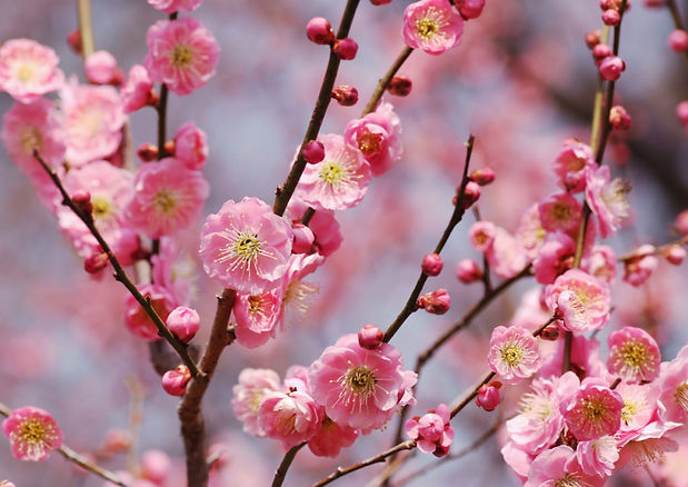 ume flower.jpg