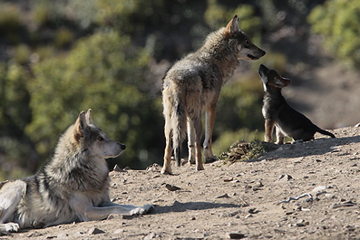 protect-the-future-of-wolves.png