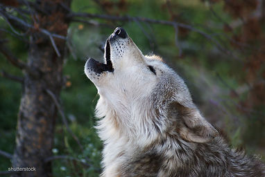 gray_wolf_shutterstock_25163560-EDIT-2100-wide.jpg