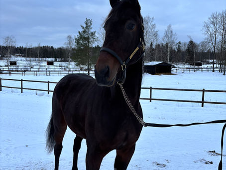 Vi fyller på stallet! 300126