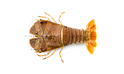 Slipper-Lobsters-510x510_edited_edited.png