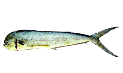 MAHI MAHI_edited_edited_edited_edited.pn