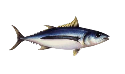 ALBACORE TUNA_edited.png