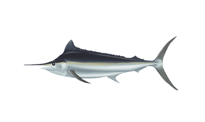 Black-Marlin 2.png