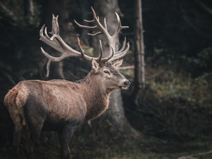 Forget Reindeer, the Bond Market’s Sleigh is Being Pulled by Bulls