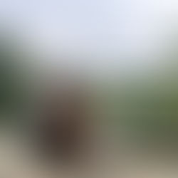 dziewczyna w białym swetrze i szaliku, z rudym psem na mostku w parku sołackim, w tle widać staw