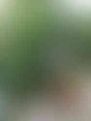 dziewczyna z rudym psem w parku sołackim