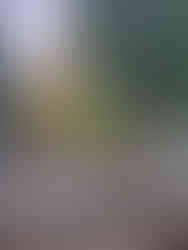 Willa w parku Sołackim