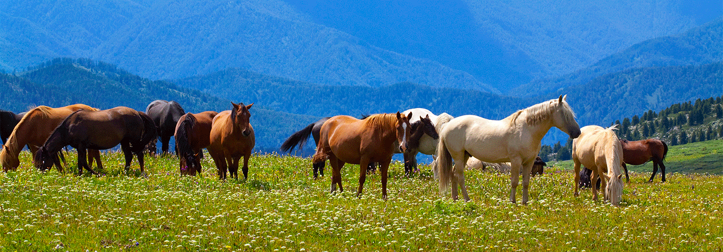 2-mountains-landscape-with-horses.gif