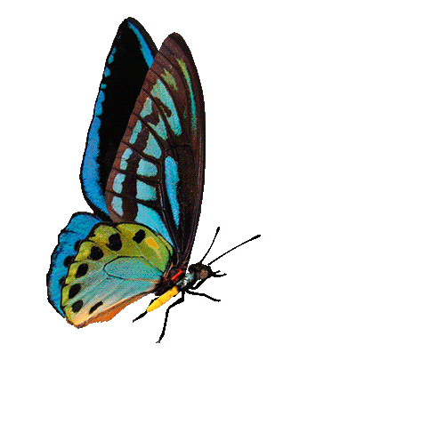 butterfly-animation-102.gif