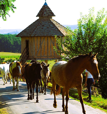 domaine-de-lauzerte-pigeonnier-chevaux.JPG