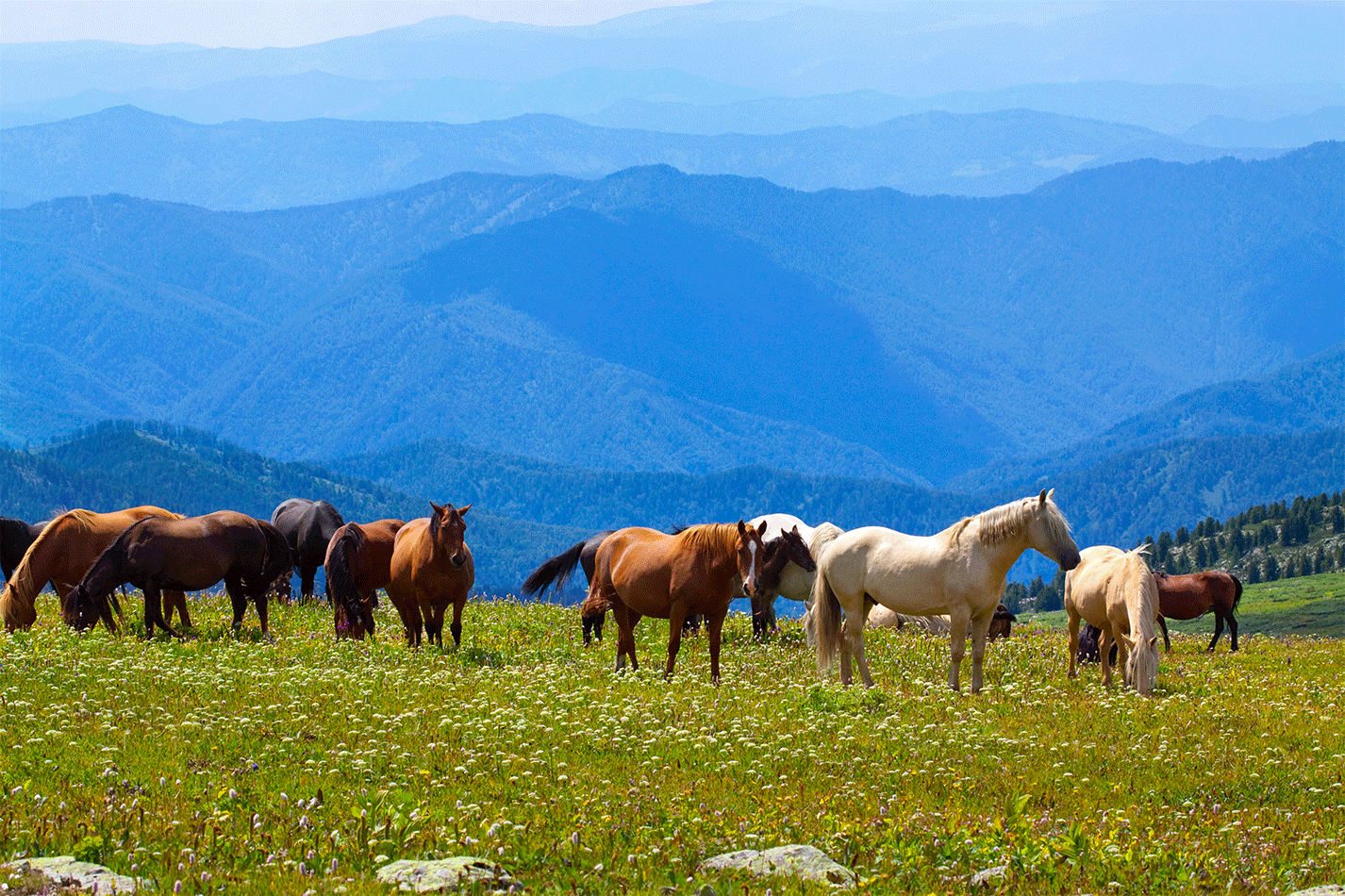 mountains-landscape-with-horses.gif